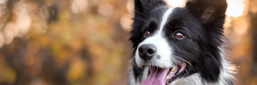 Collie Breed Meetup