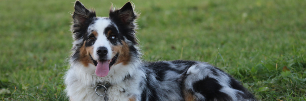 Anything Australian Breed Meetup