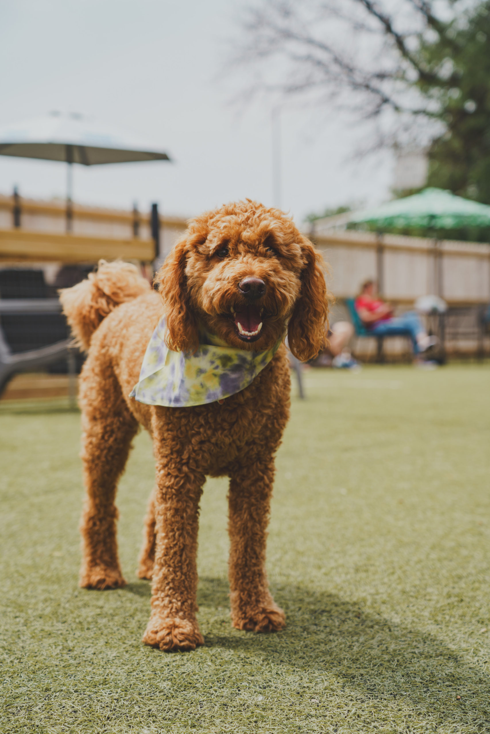 Urban Hound Dog Park & Bar